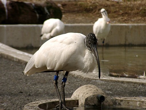 ◆冬の動物園から-14