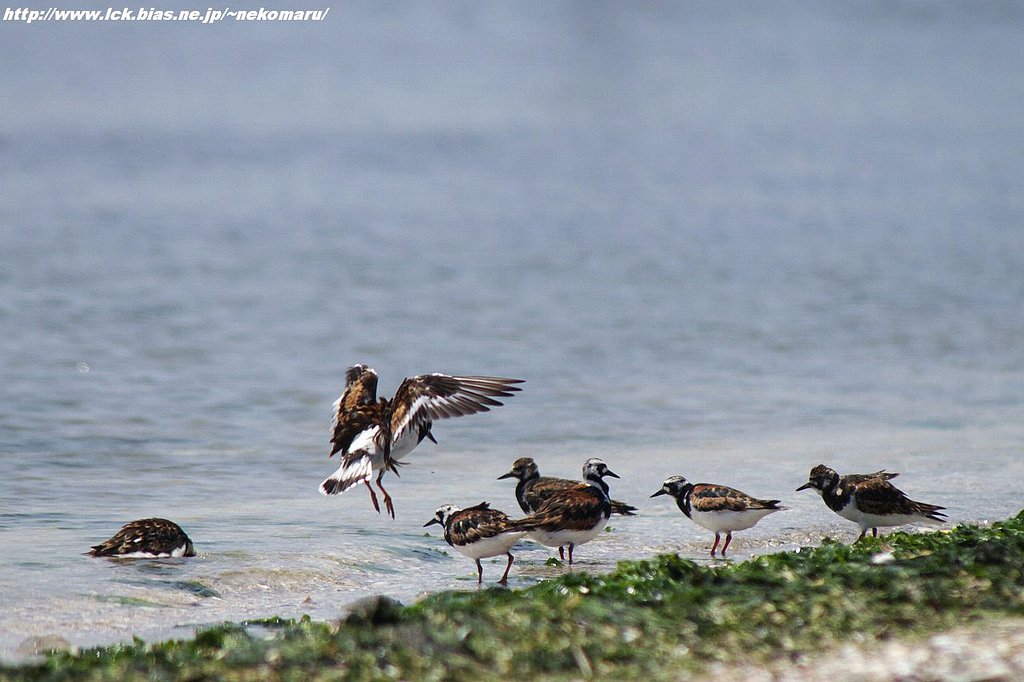 干潟の鳥