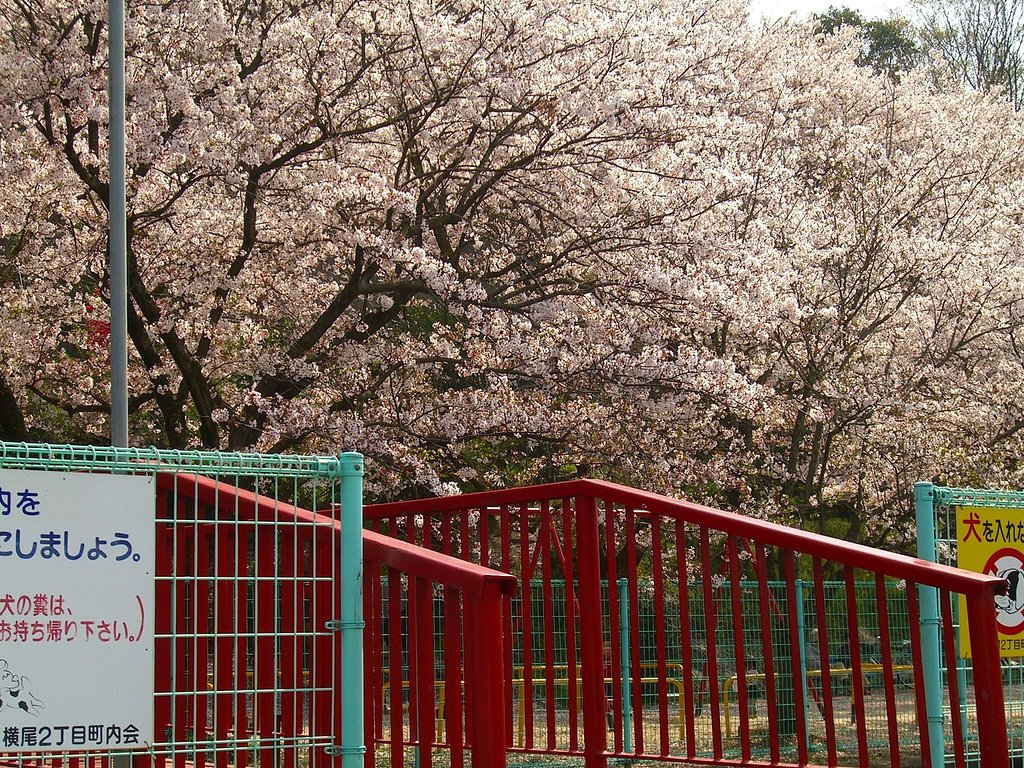 サクラ-その6
