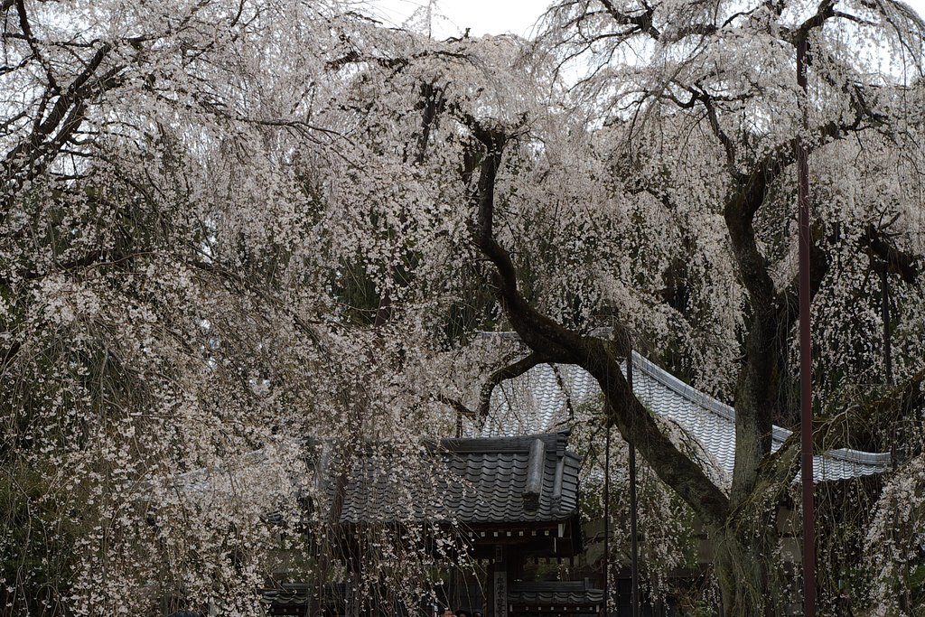 秩父市　清雲寺