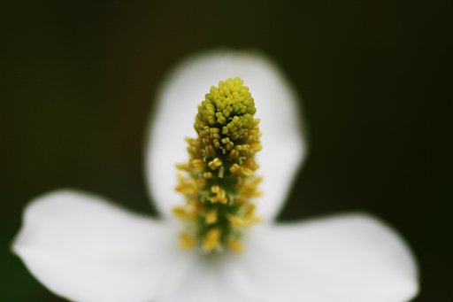 【写川柳】感染予防