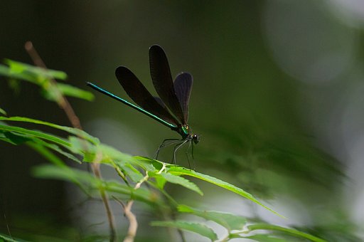 東京の里山から：ブラックハンター