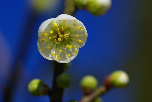 開花の途中です