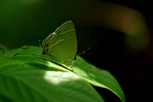 東京の里山から：オオミドリシジミ♀