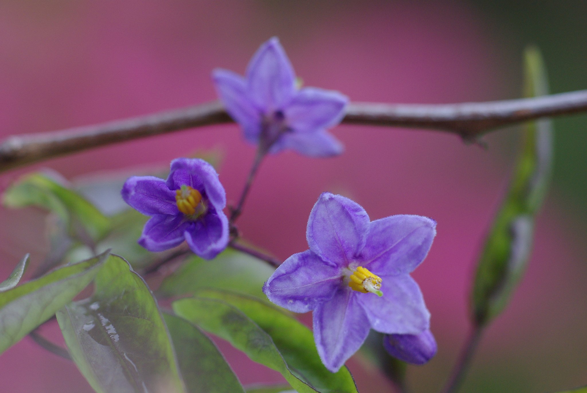 ナスの花ではないと云う