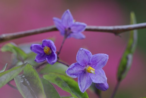 ナスの花ではないと云う