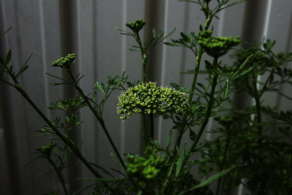 野蒜の花に対するはパセリの花