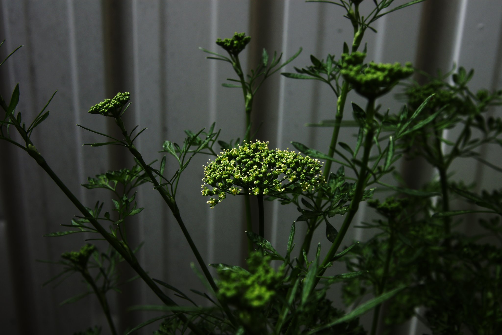 野蒜の花に対するはパセリの花