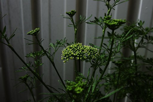 野蒜の花に対するはパセリの花