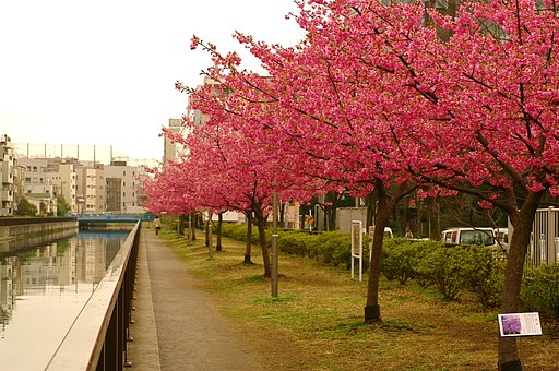 河津桜