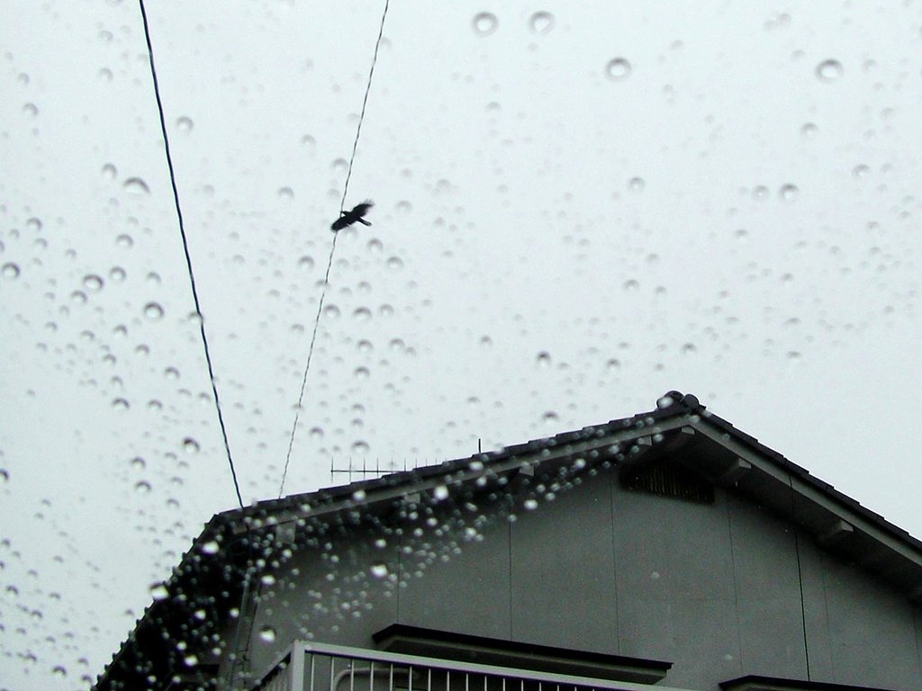 曇天-1