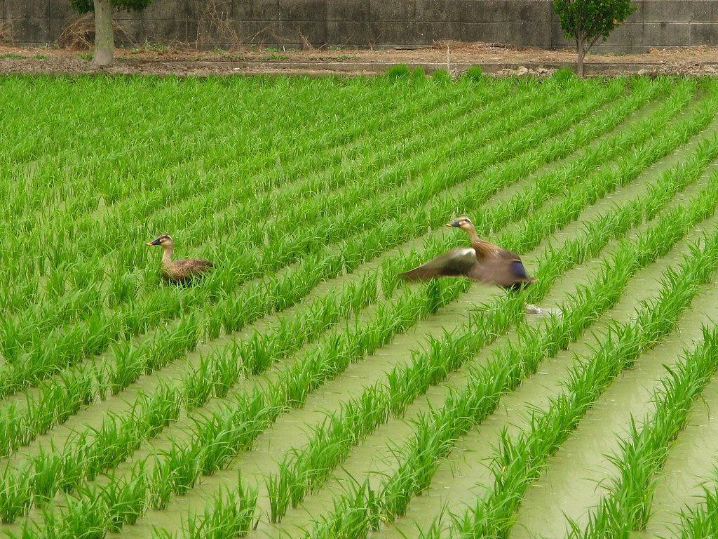 草取り