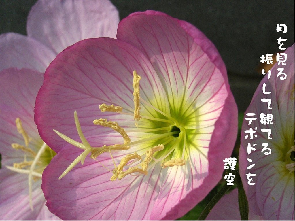 【写川柳】ヒルザキツキミソウ