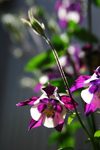 彩ている花