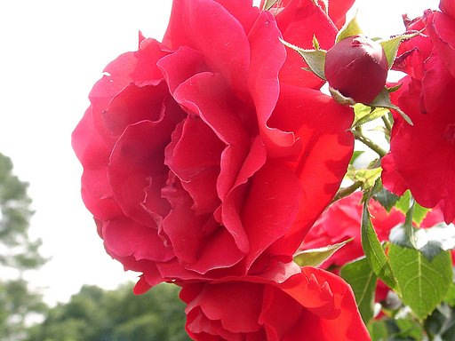 ★09春バラ・セレクション-63