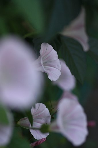 ひるがお