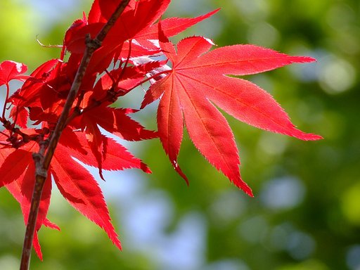 春の紅葉で〜す！