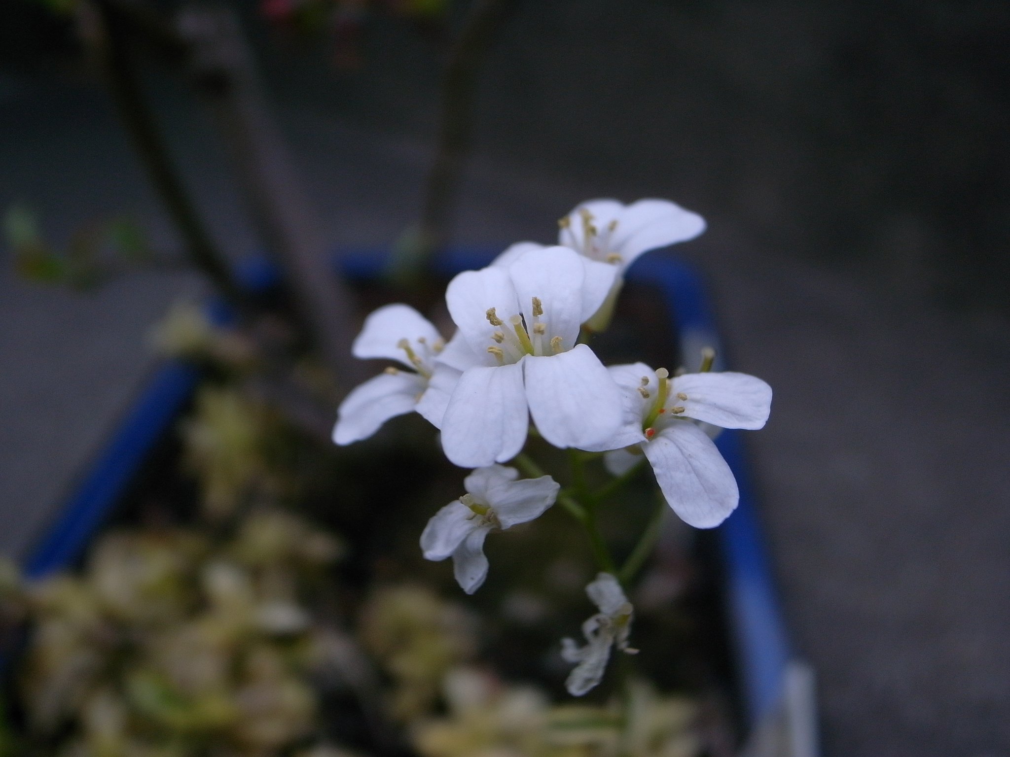 ハタザオ（旗竿）の花