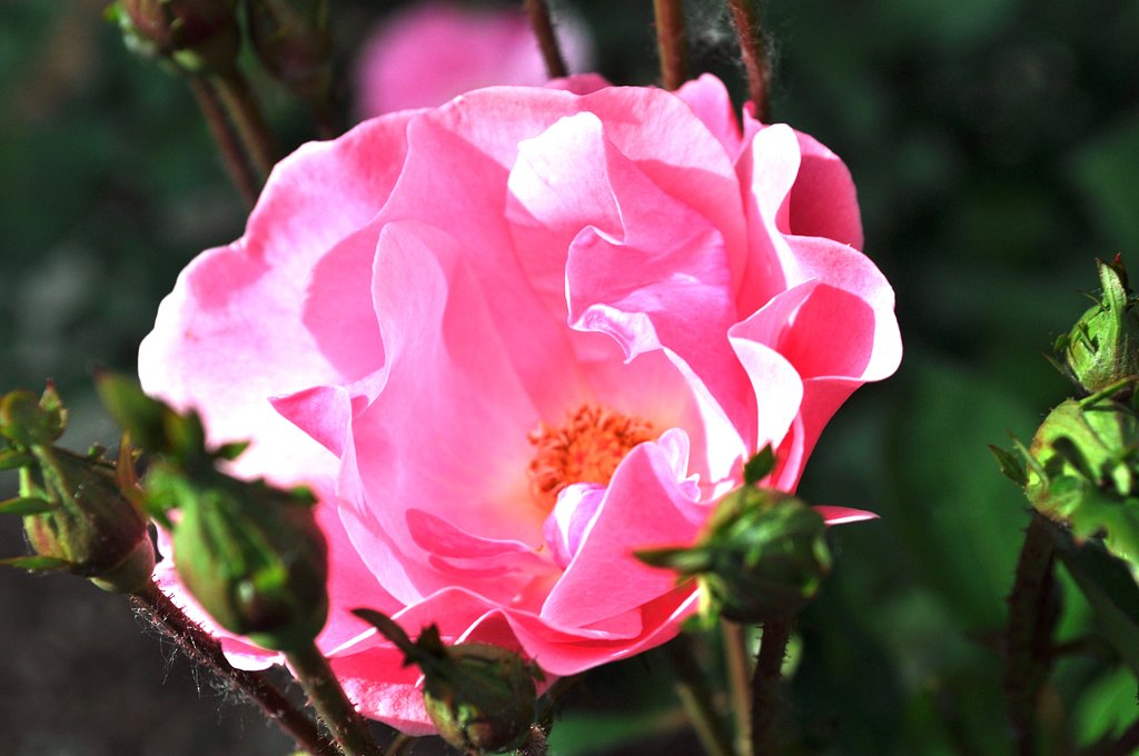 薔薇＆蕾