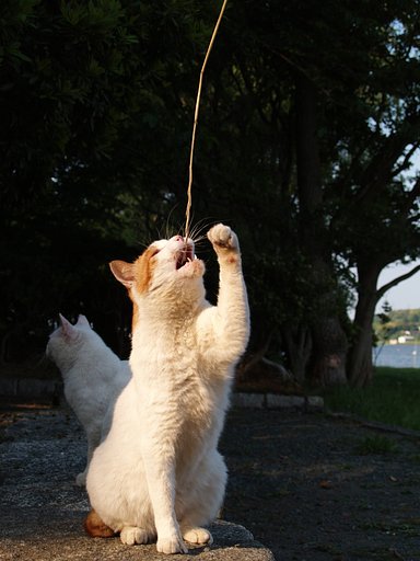 【水】とある湖に生息する猫