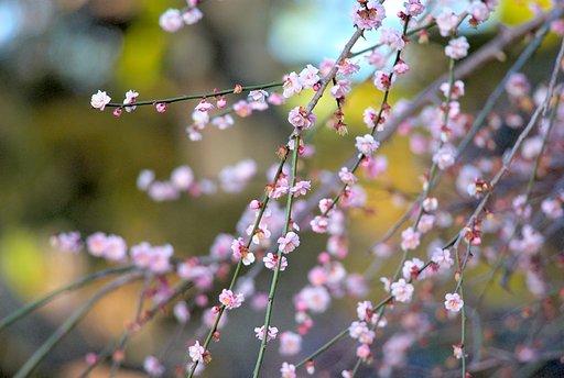 「自然」　春間近