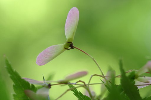 ぷろぺら