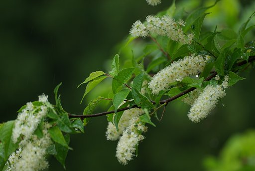 樹に咲く花：ウワミズザクラ