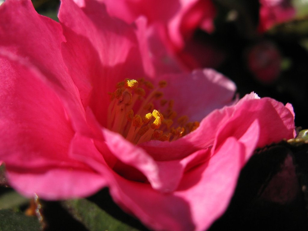 まだまだ山茶花も元気です