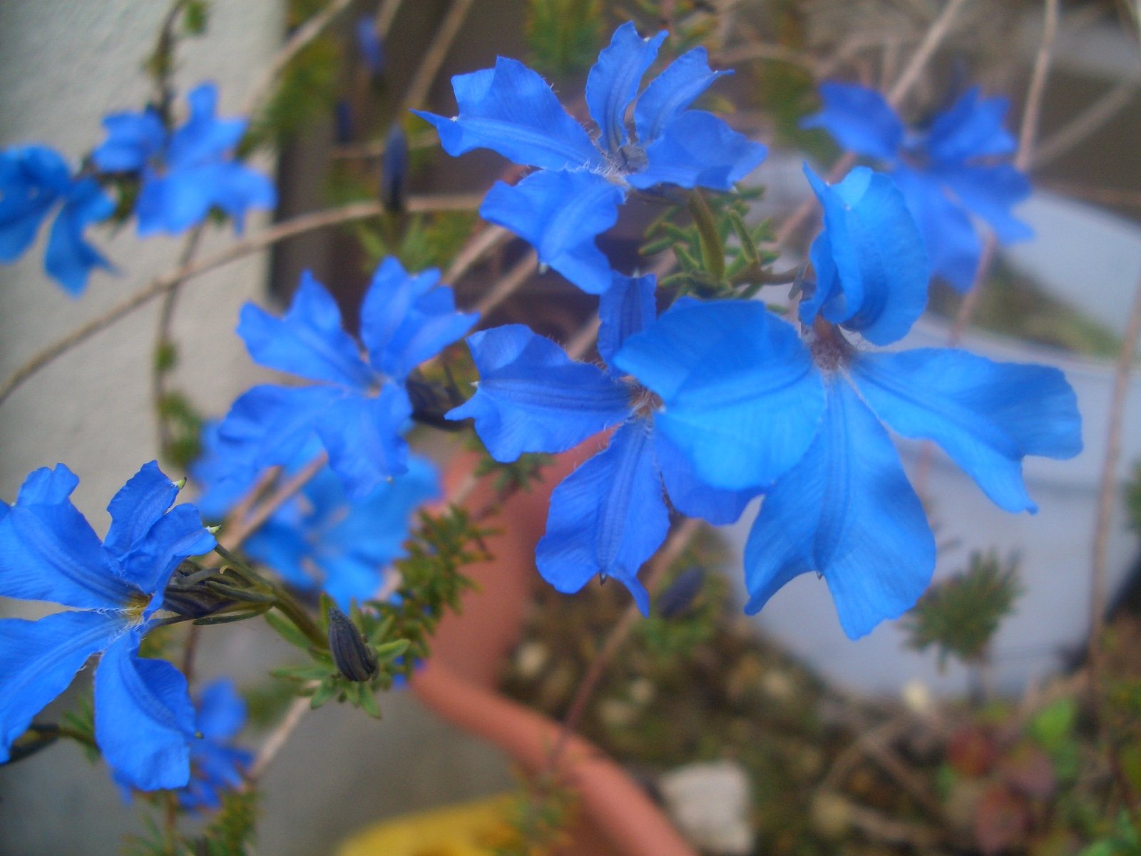 青色がお好きな方へ