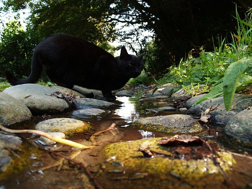 【水】水を飲む。。。いや、飲んだ猫