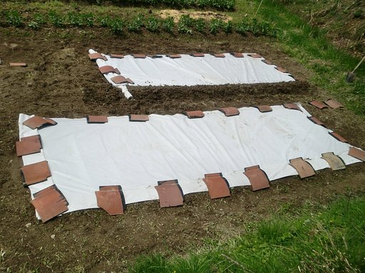コシヒカリ苗床
