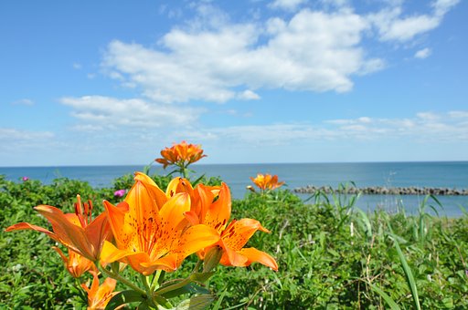 オホーツクの初夏