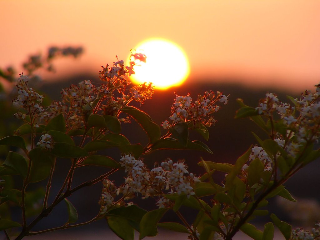 初夏の夕暮れ