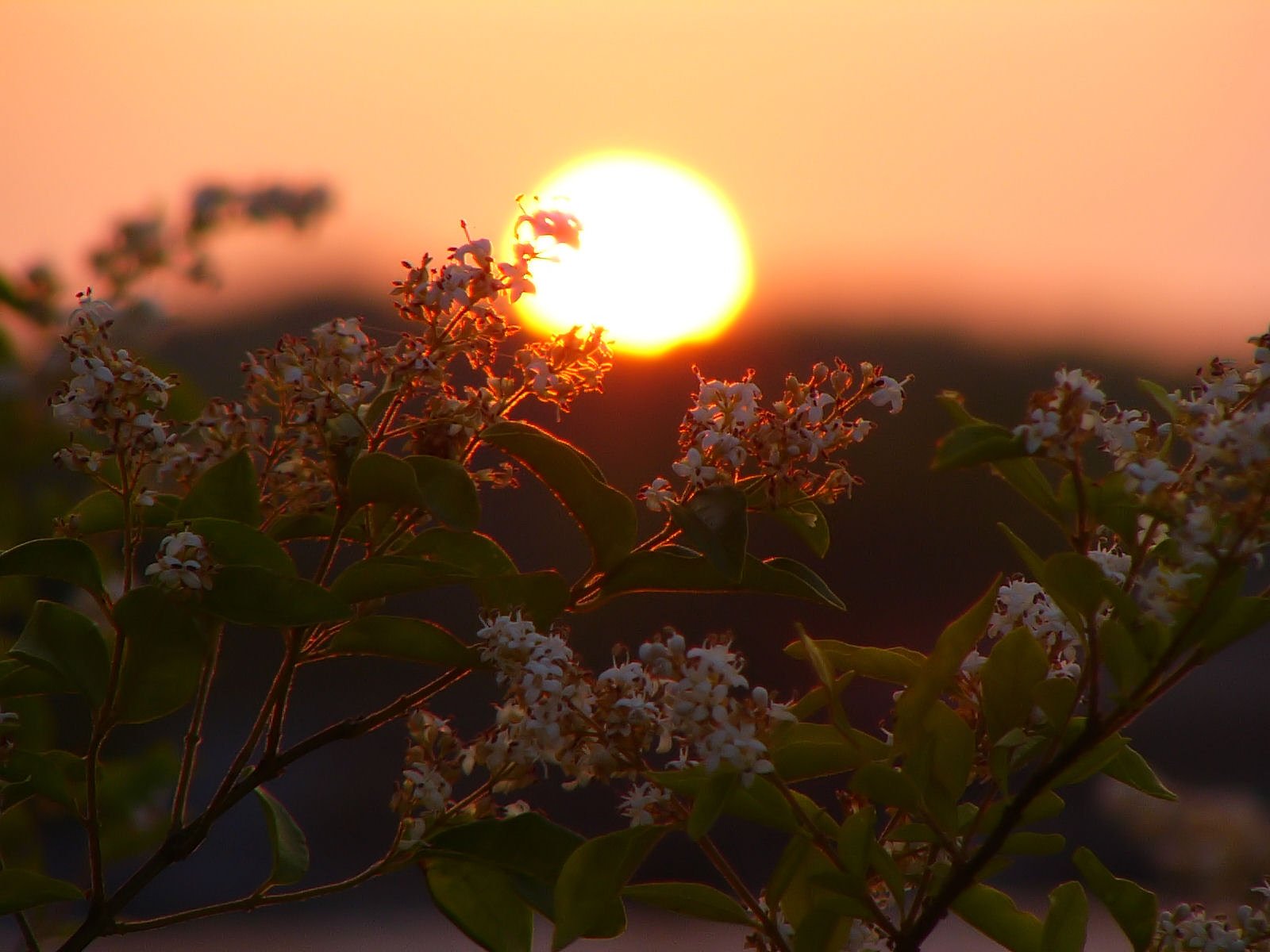 初夏の夕暮れ