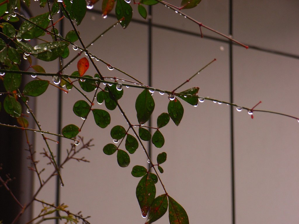 水滴の花