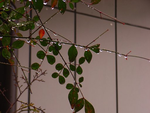 水滴の花