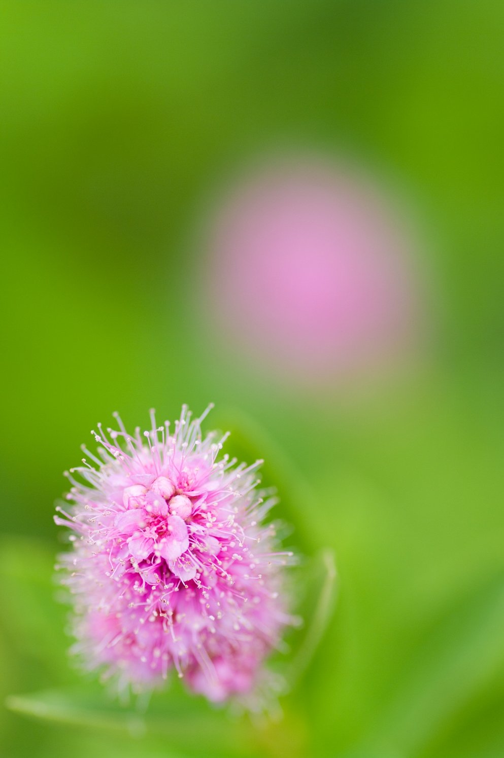 萌花