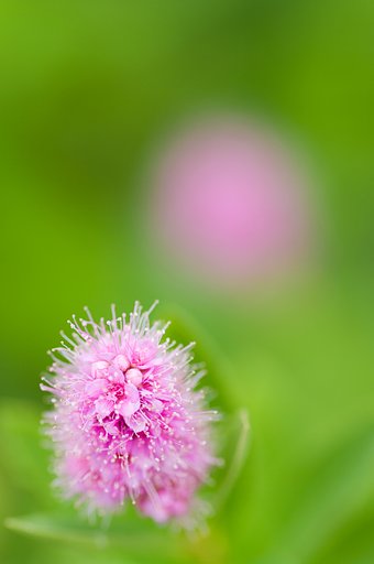 萌花
