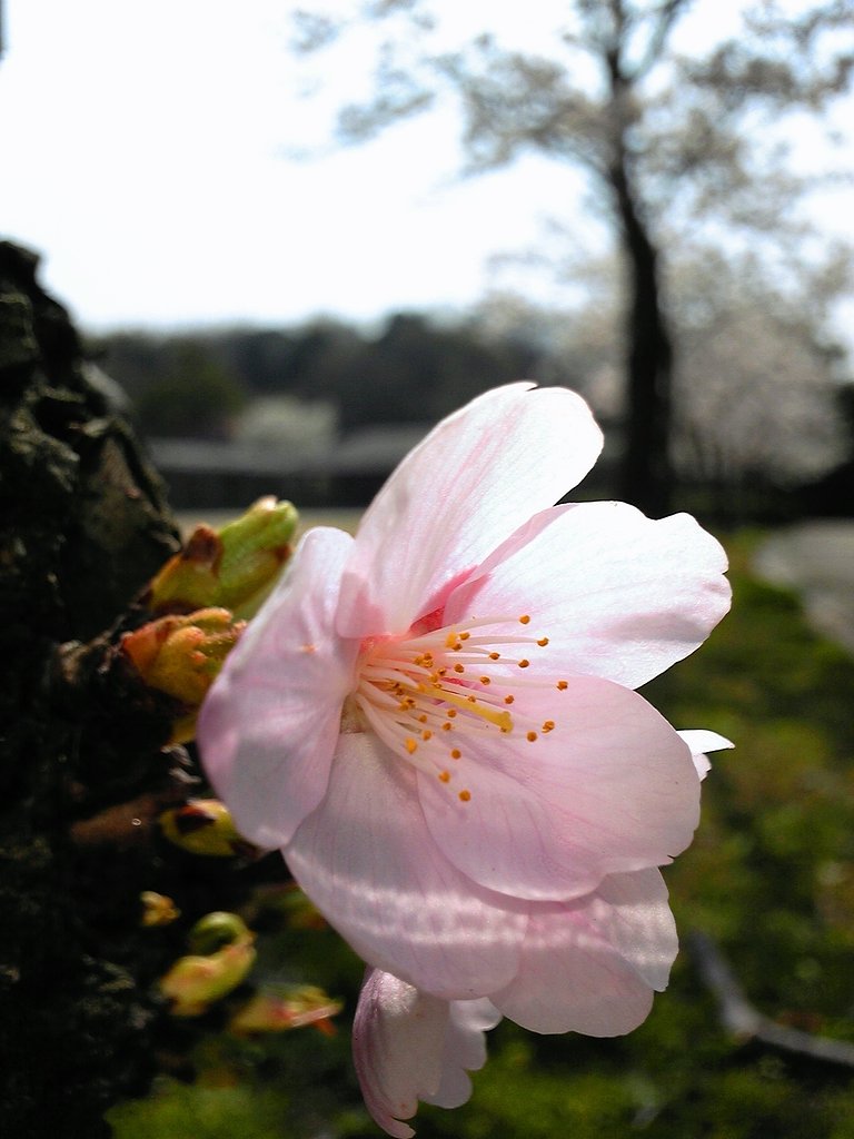 小さな　花見