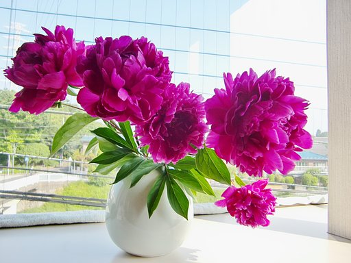 芍薬のハイキー?修正晩