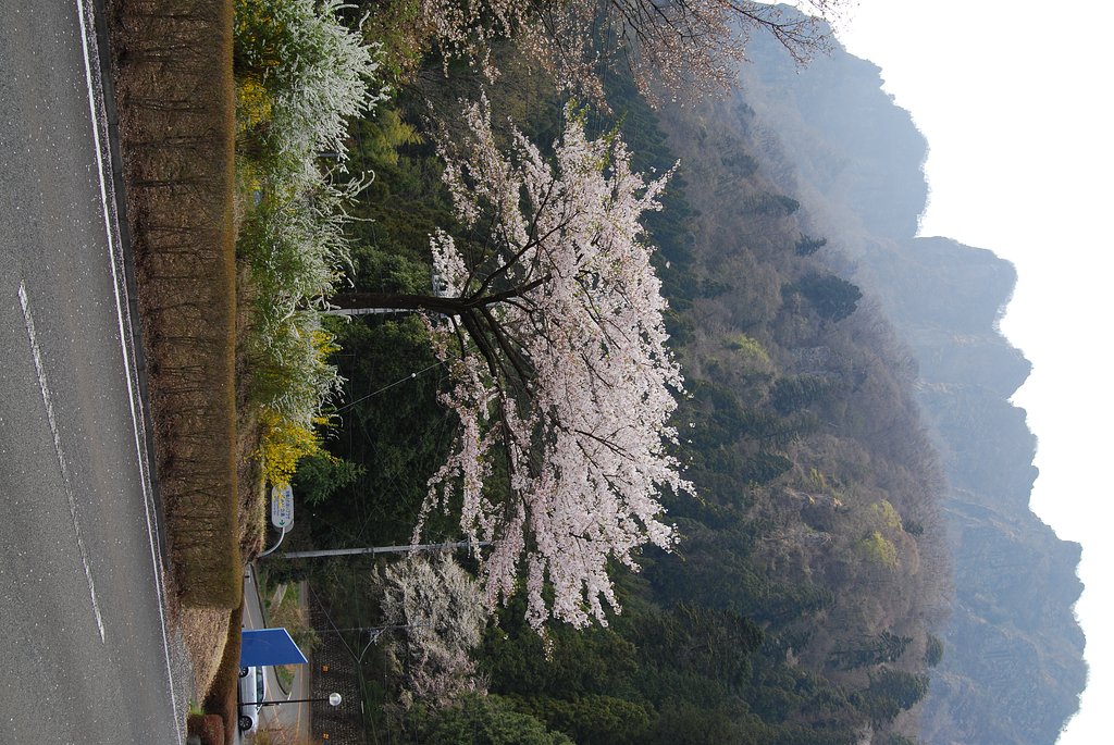 春爛漫の妙義