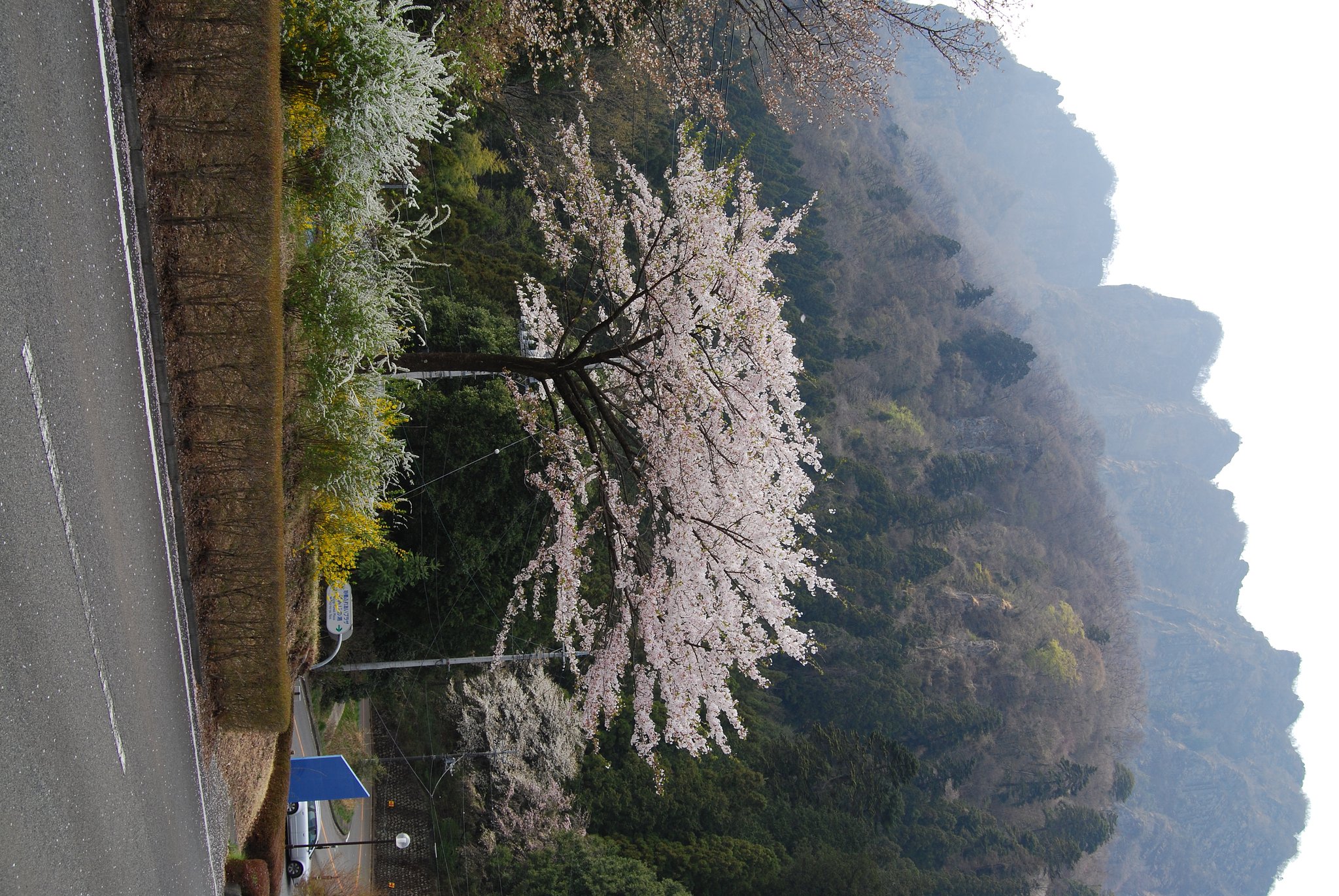 春爛漫の妙義
