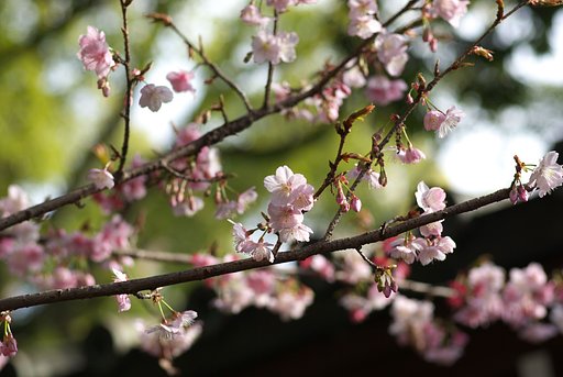 寒桜　見納め