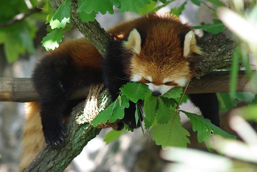 レッサーパンダ
