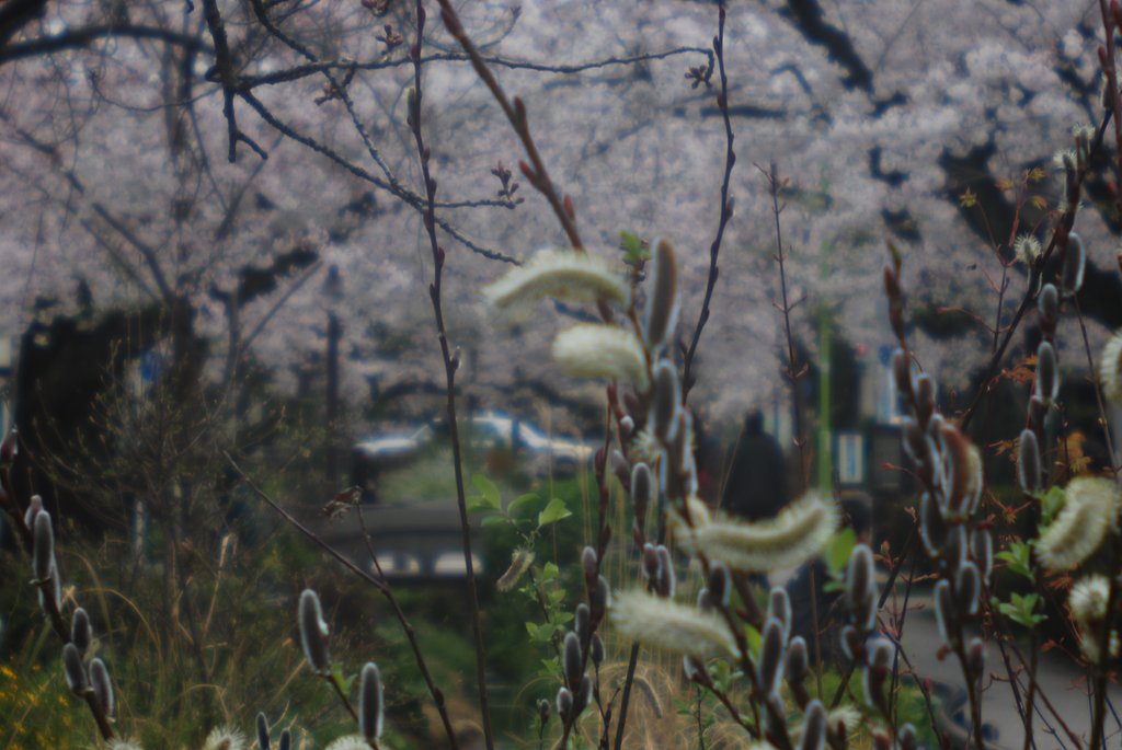 北沢川緑道
