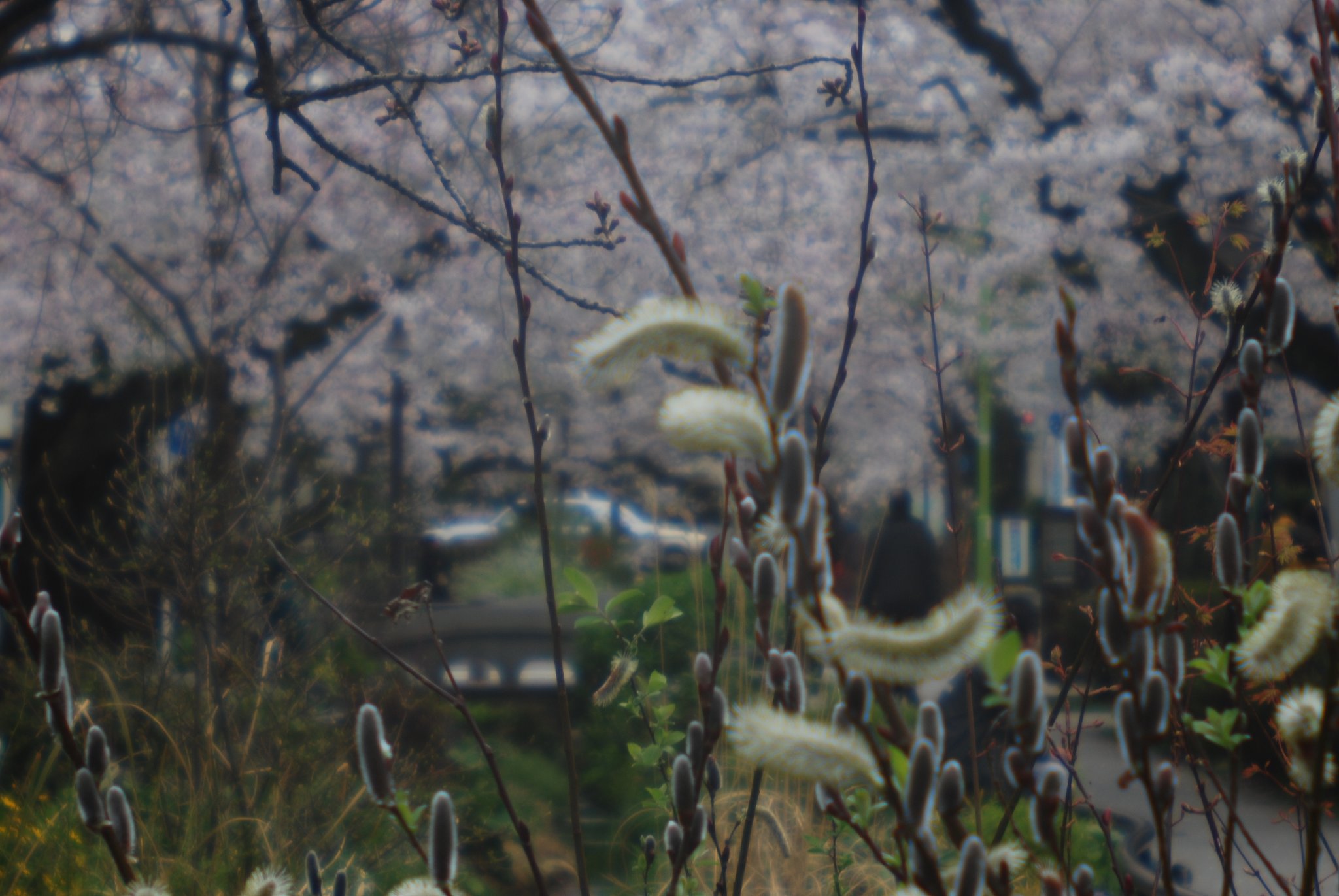 北沢川緑道