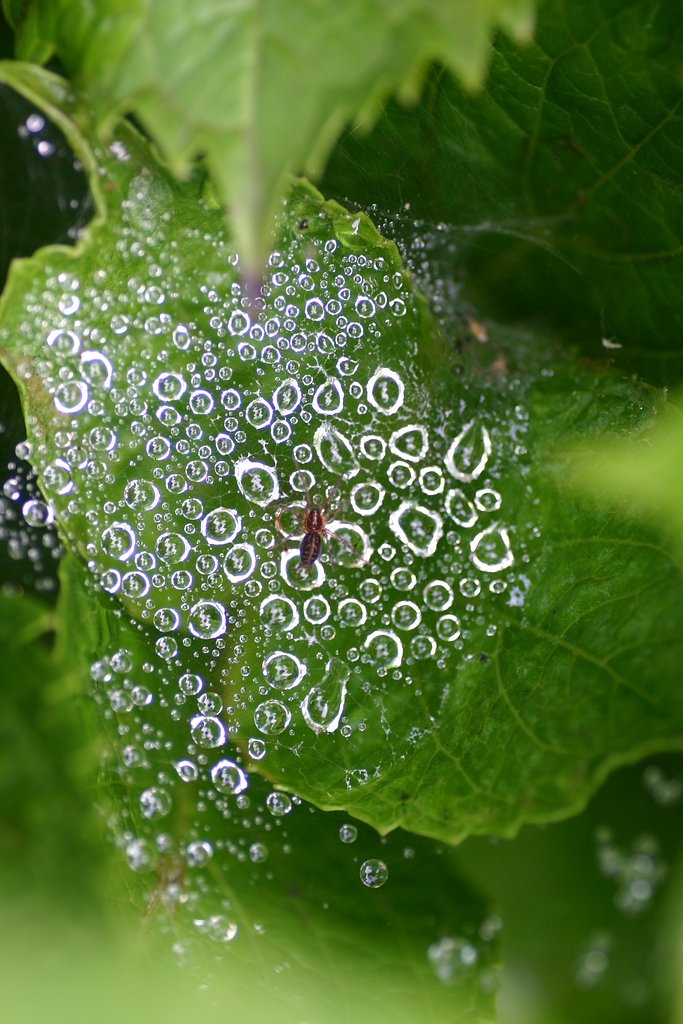 水玉紫陽花