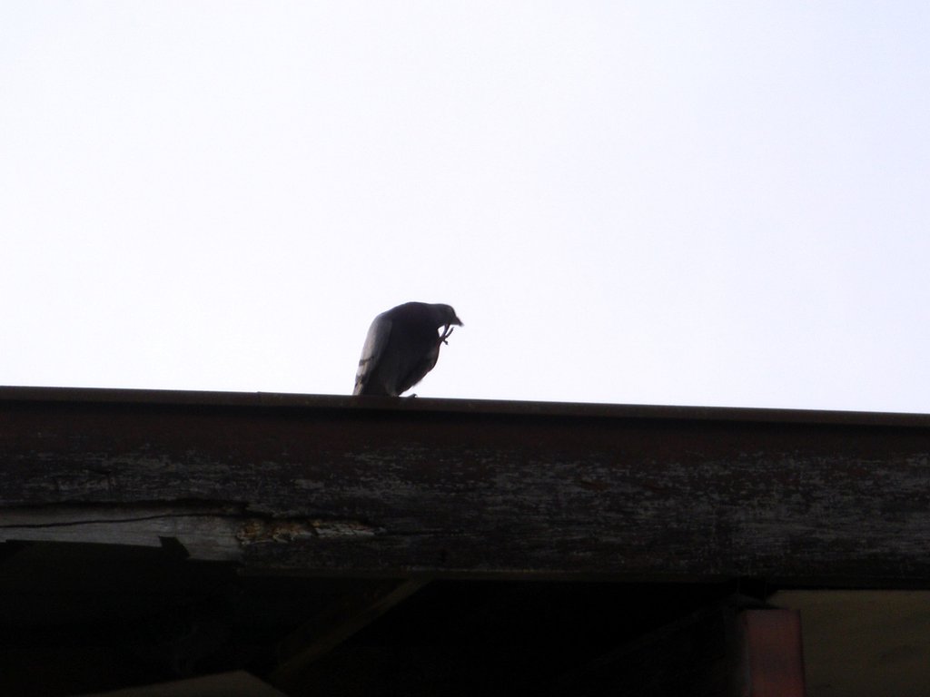 痒いの