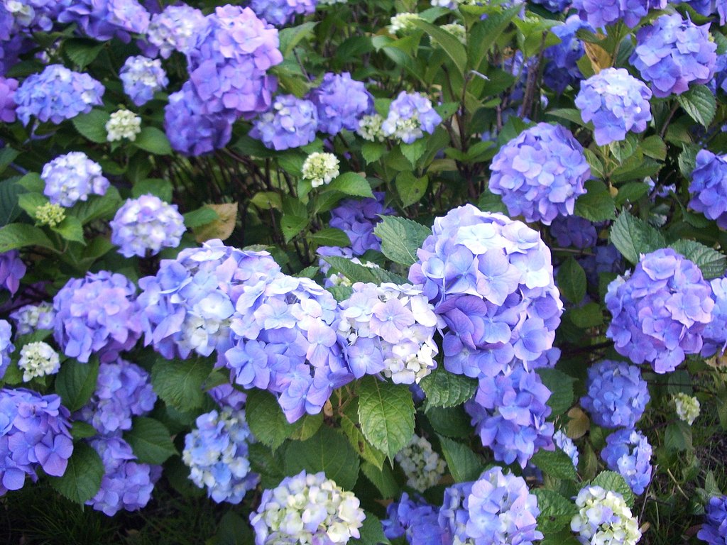 紫陽花♪
