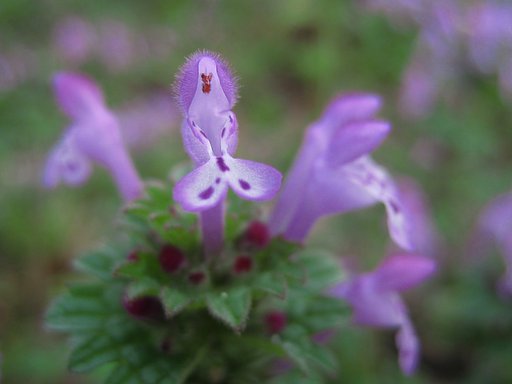 【ざ・ワールド】ニワトリ顔のおチビな野の花